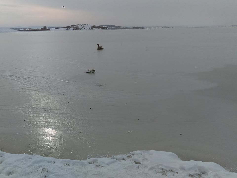 15941251_1328204330533789_3738300289576959439_n