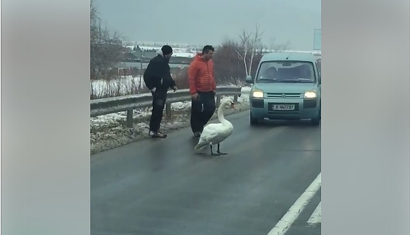 Внимание! Не пипайте птиците край Бургас, опасни са!