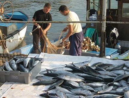 Стряскаща статистика на ЕК: От 26 вида риби в Черно море са останали само 6