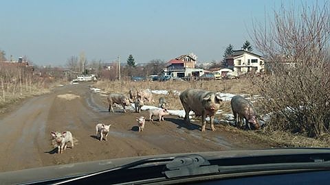 Едно голямо, щастливо семейство! Вижте как цяла свинеферма се разхожда зад столичен мол
