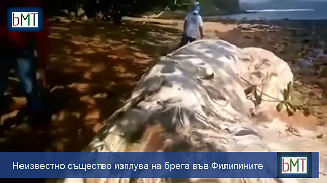 Неизвестно морско същество изплува на брега във Филипините