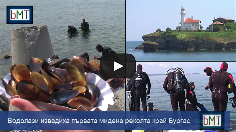 Водолази се гмурнаха да чистят бургаското море, вместо боклуци, изкараха първата реколта миди (ВИДЕО)