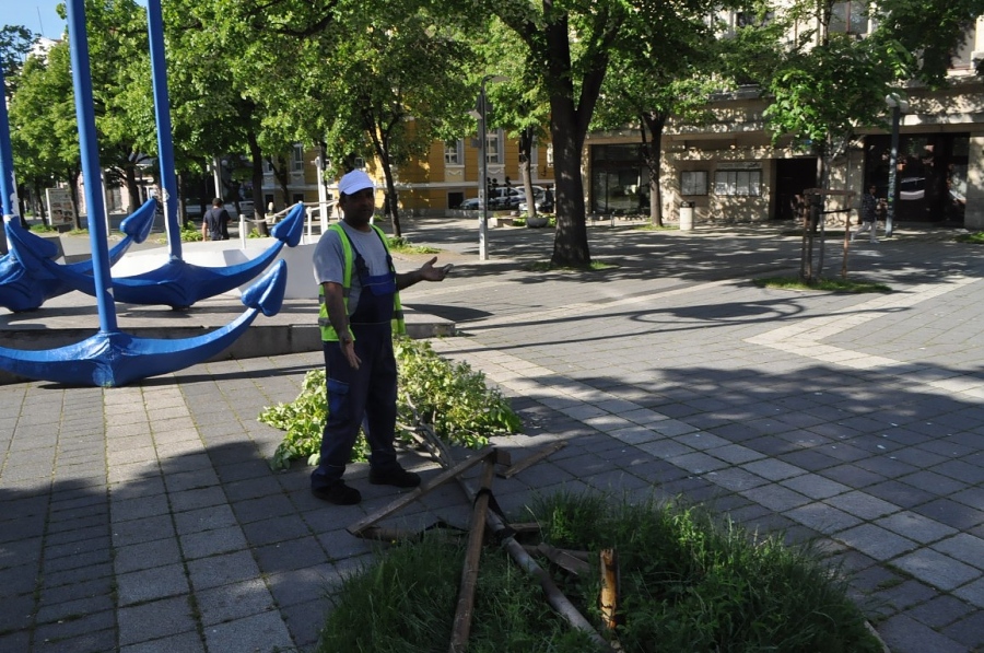 Вандали прекършиха новопосадена липа да Часовника в центъра на Бургас
