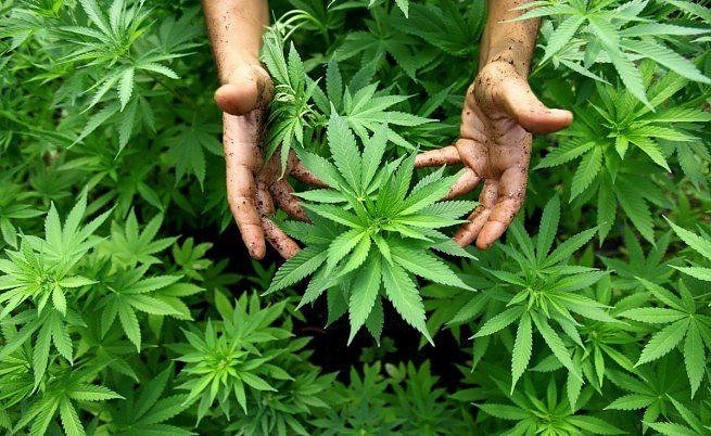Българи държали плантации с марихуана в САЩ, наемали сърби за 6000 долара на месец