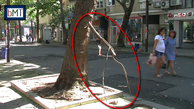 Извънредно! Клон падна върху бебешка количка в Бургас, майката е пострадала!