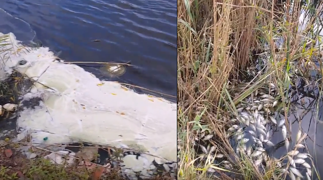 Отровиха ли водоема на Поморие? Пяна с неизвестен състав и огромен пасаж мъртва риба стресна рибарите, екоинспекцията направи проверка