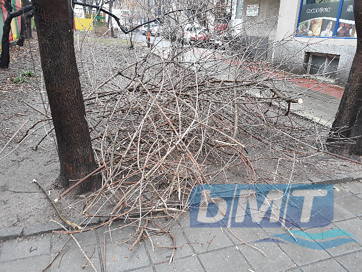 На косъм от голям инцидент! Камион свлече огромно дърво в центъра на Бургас (СНИМКИ)