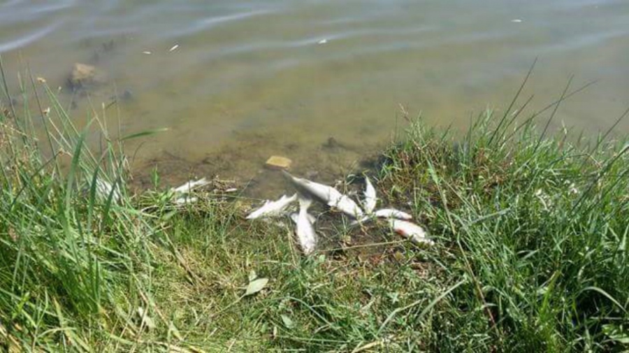 Странно бяло вещество уби рибата в река в Бургаско, екоиспекцията на проверка