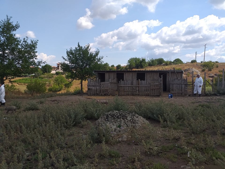Извънредно! Избиват свинете в созополско село, били заразени с чума (ВИДЕО + СНИМКИ)