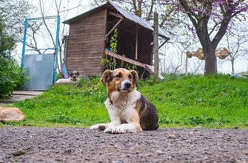Елате в събота на Пантеона, за да си осиновите куче от приюта
