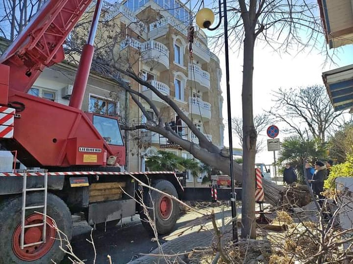 Огромно дърво се стовари върху къща и хотел заради силната буря в Поморие