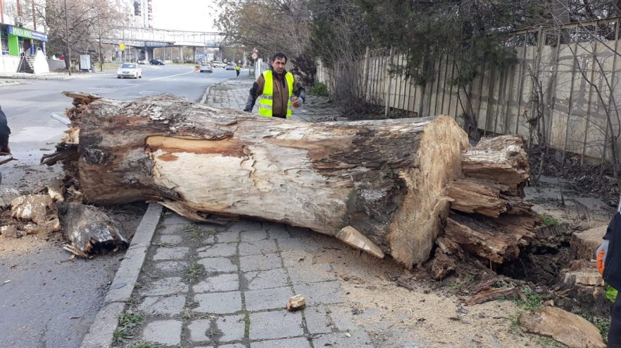 Ураганният вятър снощи събори 20 дървета в Бургас