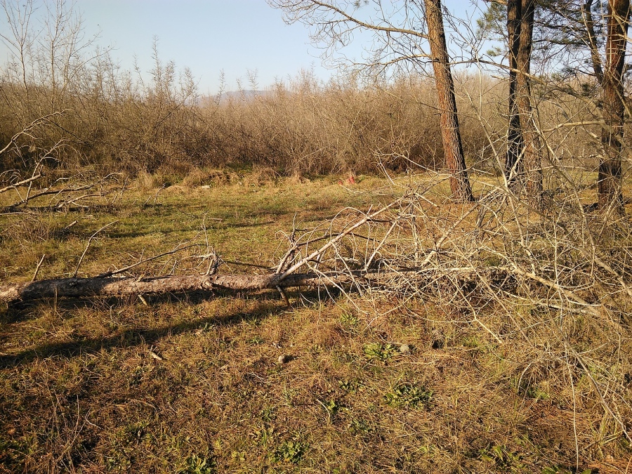 Екоинспекцията в Бургас установи незаконна сеч в к-г „Градина“ край Черноморец, ще има глоби