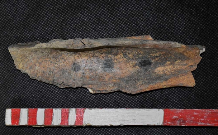 Конска кост за гадаене от времето на монголите е открита при разкопки в Бургаско
