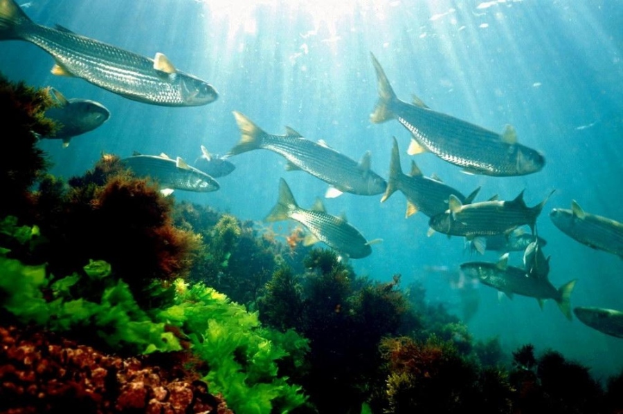 Изследват запасите от най-значимите видове черноморски риби и рапан