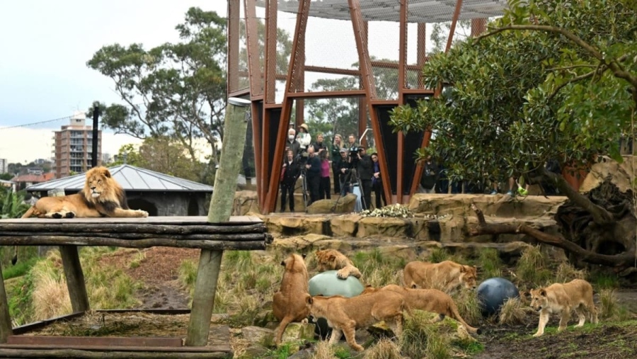 Пет лъва избягаха от загражденията си в зоопарка в Сидни (ВИДЕО)