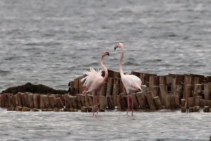 Преброиха рекордно количество розови фламинги край Бургас, вижте колко са 