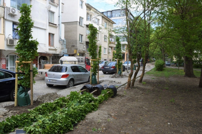 Продължава засаждането на млади дървета по ул. „Шейново“ в Бургас, ще бъдат общо 100