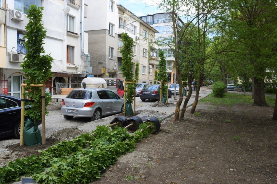 Продължава засаждането на млади дървета по ул. „Шейново“ в Бургас, ще бъдат общо 100