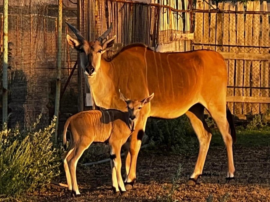 Само за седмица: 42 бебета се родиха и излюпиха в бургаския зоопарк (СНИМКИ)