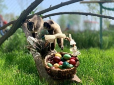 Куп изненади за Великден в бургаския зоопарк