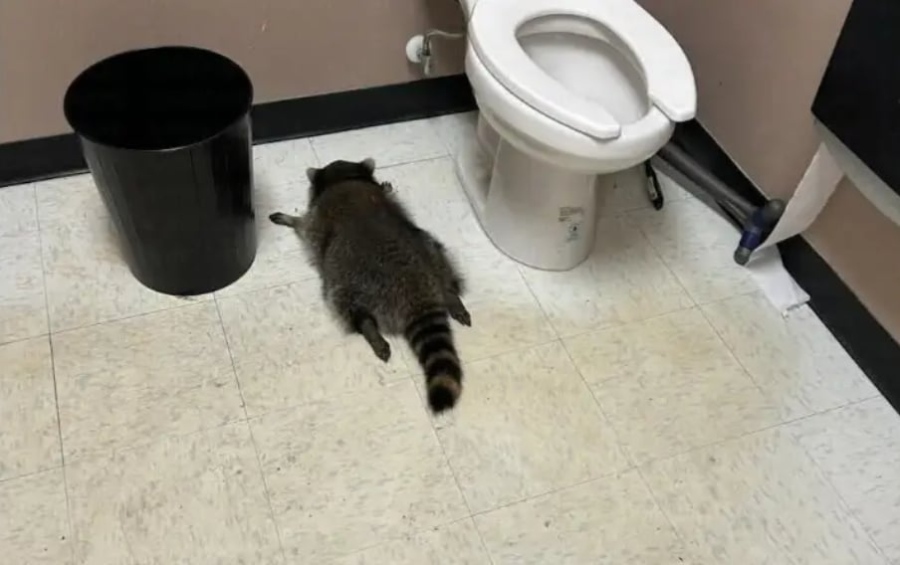 Енот се почерпи с уиски и припадна в тоалетна на магазин (ВИДЕО)
