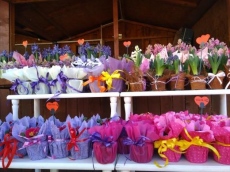 Навръх 8 март: Откраднаха цветя за близо 1000 евро в Несебър